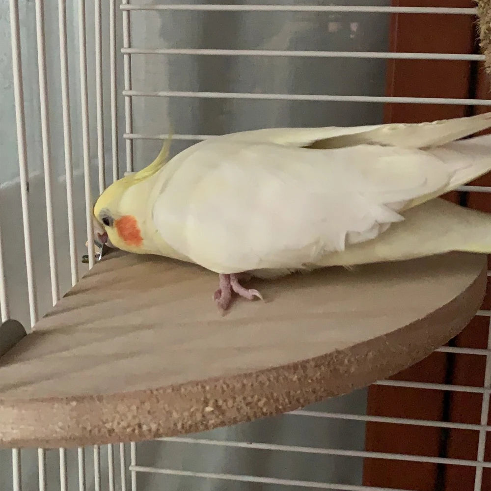 Chirpy Corner