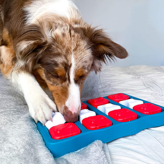 Dog Treasure Box Toy