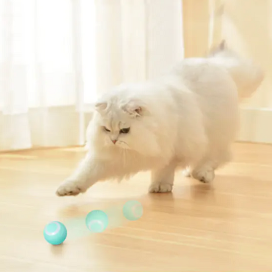 MeowMotion Play Ball